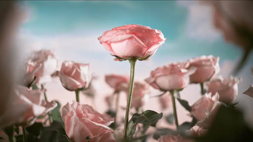 Capture d'écran d'une vidéo réalisée par l'agence vidéo Yummy Film pour Nivea, montrant une rose au milieu d’un champ, dans une ambiance douce et naturelle.